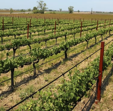 Vigneto Pinot Grigio in vendita Gorgo al Monticano Treviso – 3,4 ettari irrigati