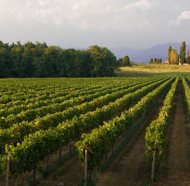 Vigneto Prosecco in vendita Oderzo Treviso – filari esposti sud