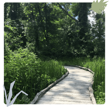 Wooden bridge through tall grasses and trees.