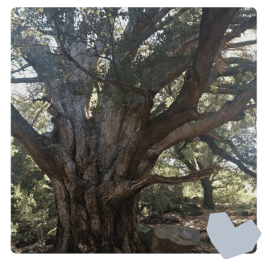Large old tree with many branches and a woodcut of a heart overlaying it.