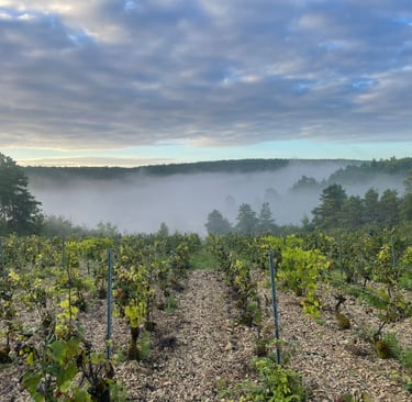 Vigne à Gommeville en Bourgogne du Domaine familial Elodie Beaufort