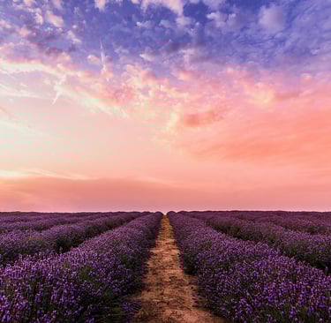 Lavender fields of Provence visited during a private day tour