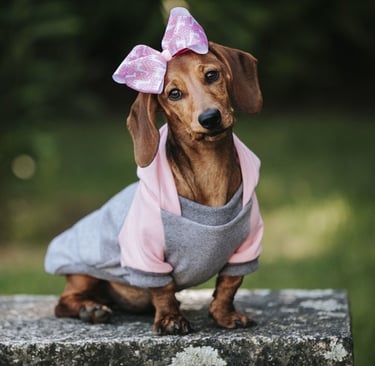 Un cachorro de perro salchicha marrón con una sudadera con capucha rosa y gris y una diadema