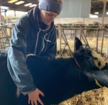 Séance d'ostéopathie pour vache dans le Hainaut en Belgique