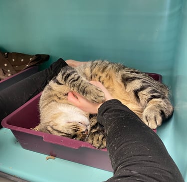 Ostéopathe pour chat Belgique