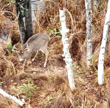 A white-tailed buck with antlers walks through brown autumn grass near white birch trees.