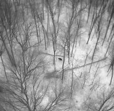 Aerial thermal drone image of a deer walking through a snowy winter forest with bare trees.