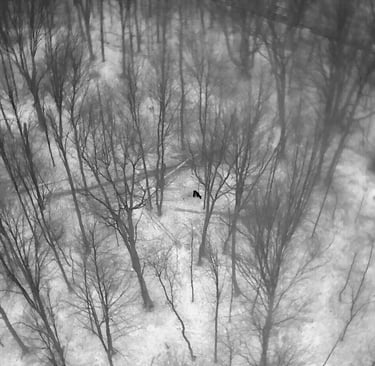 Aerial view of a deer walking through a snowy forest with bare winter trees.