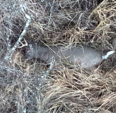 Recovered Buck After Short Flight with Thermal Drone