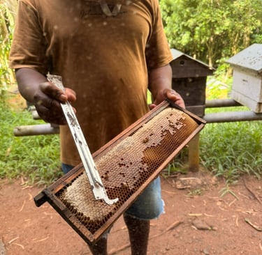 Miel Victoria honey from Rodrigues