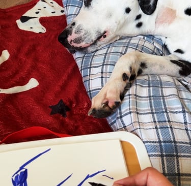 dalmatian is falling asleep. hand is drawing him.