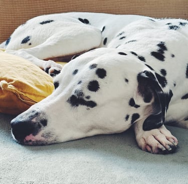 sleeping dalmatian