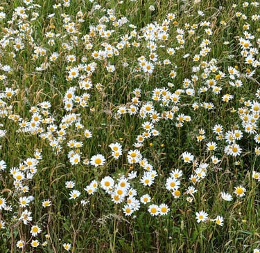 Garden of white wild flowers.