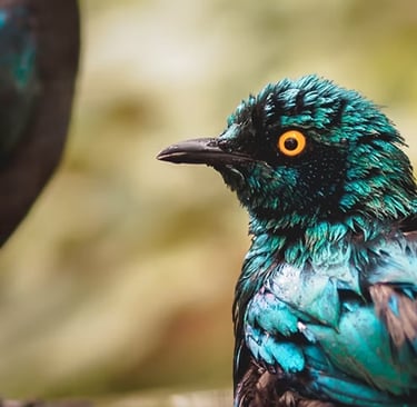 two male starlings at a birdbath