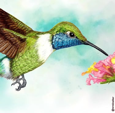 dibujo de un colibrí cola pinta y la planta que visita para alimentarse en Puebla