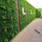 العشب الجداري بالسعودية