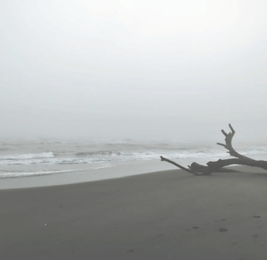 Solitary driftwood on a dark sand beach, fading into a thick, pale coastal mist.