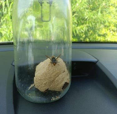 destruction nids frelon asiatique Le Havre 76