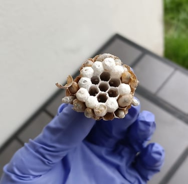 destruction nids frelon asiatique Le Havre 76