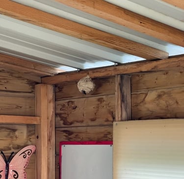 destruction nids frelon asiatique Le Havre 76