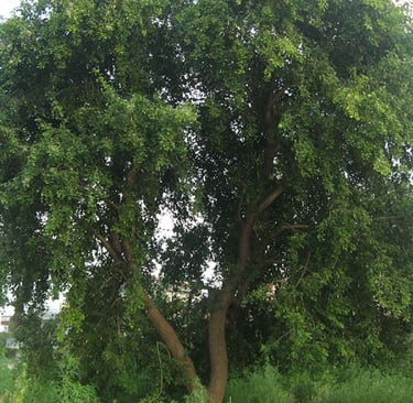 bois de Violette (Jacaranda)