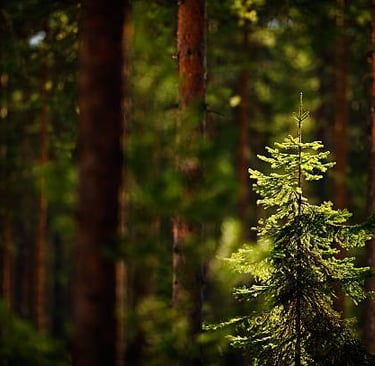 Sapin / Épicéa