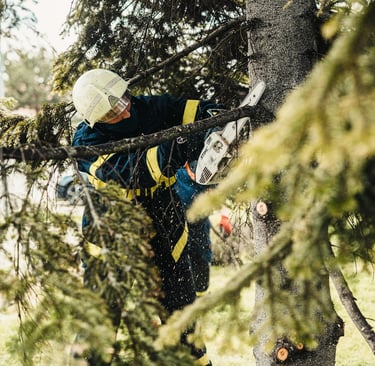 Tree removal Eastpointe MI