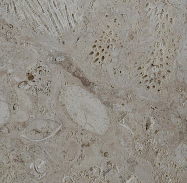 Select White Coral Sawcut Shellstone