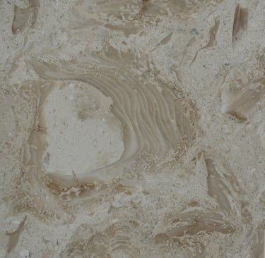 Shells Reef Beige Honed Shell Stone