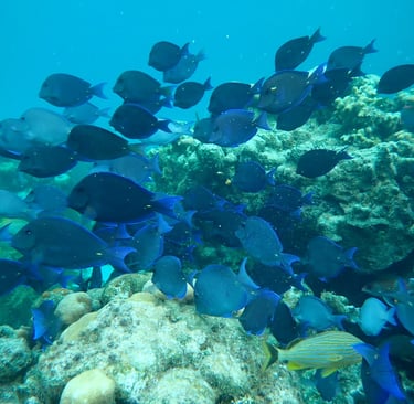 Blue Tangs School