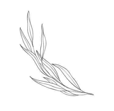 willow plant drawing