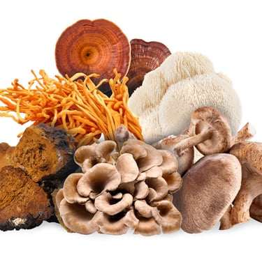 medicinal mushrooms