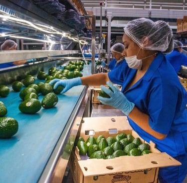 Empacado de aguacates