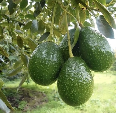 Aguacates en el árbol