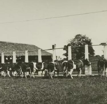 pertenakan sapi baru ajak