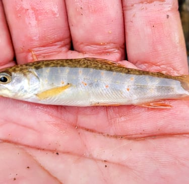 Pre-construction fish salvage