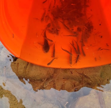 Fish salvage during dewater for large restoration project