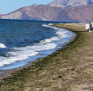 Fish Species richness sampling, Bahi De Los Angeles, Mexico