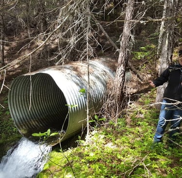 Surveying and replacing culverts to benefit native species