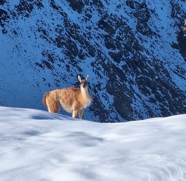 Local fauna and flora at the Andes, a Guanaco