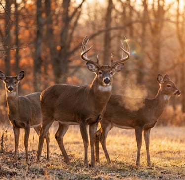 A group of whitetail deer including a large buck with antlers in a golden autumn forest at sunrise.