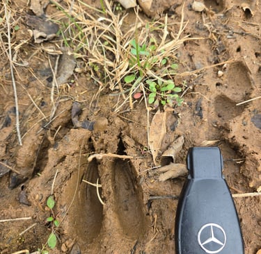 A deep cloven deer hoof print in wet mud next to a Mercedes-Benz car key for size reference.