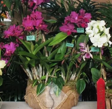 Ben Oliveros  “Winning Awards” and  growing cattleya to their full potential