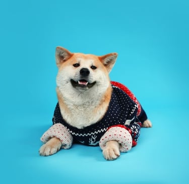 Akita con sueter navideño