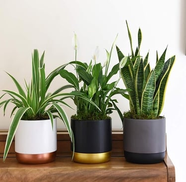 Air Purifying House Plant Collection