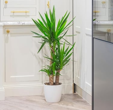 Elephantipes House Plant