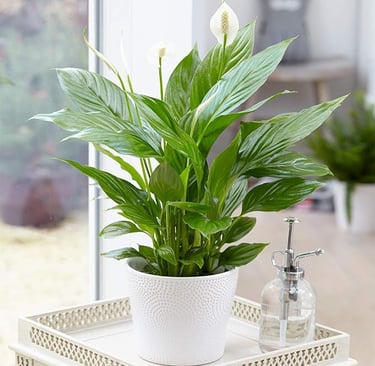 Peace Lily