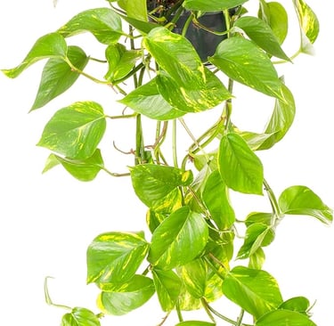 Pothos Plants