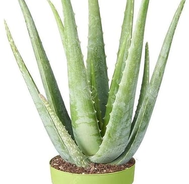 Aloe Vera Plant
