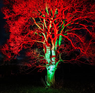 Lumninate tree in orange